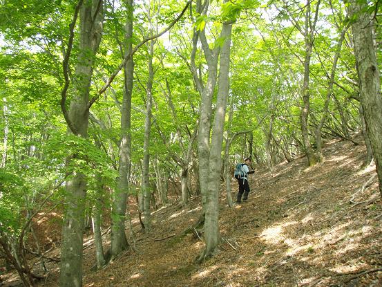広い尾根になりました