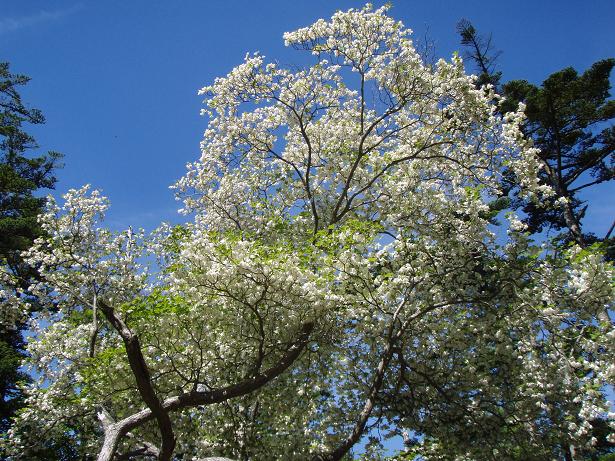 ヤッタアーシロヤシオ