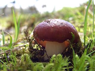 ｶﾗﾑﾗｻｷﾊﾂ