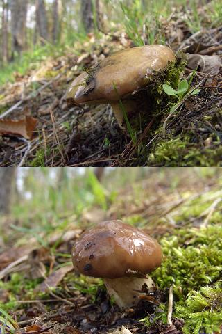 ﾇﾒﾘｲｸﾞﾁ