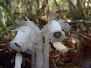 ｷﾞﾝﾘｮｳｿｳ