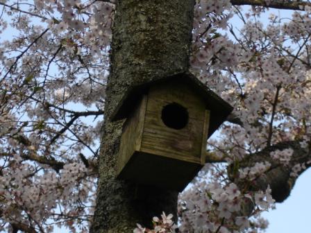 桜の花に囲まれた巣箱