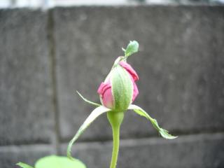 今年最後の芳純