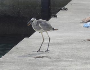 魚を食べるサギ