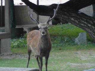 鹿と目があう