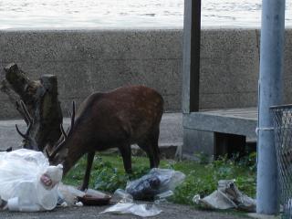 ごみをあさる野生鹿