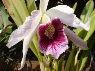 L. purpurata Vinicolor 'Fieldlee' × 'Osteam'