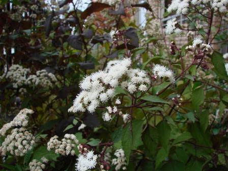 ‘ファイヤークラッカー’