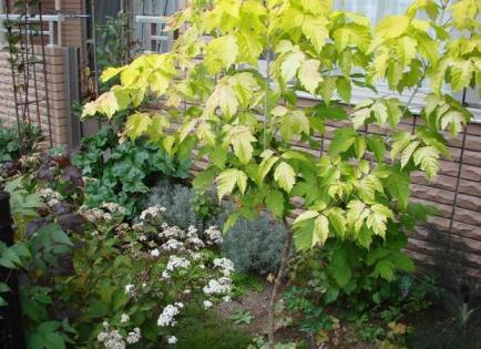 ‘ケリーズゴールド’