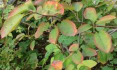 ジューンベリー