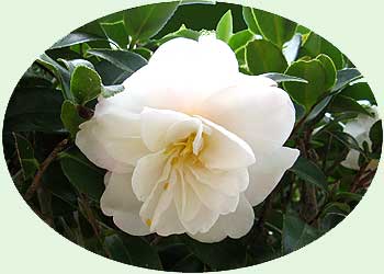 サザンカ・銀竜