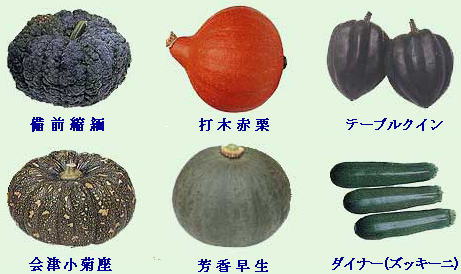 ブログカボチャの古い品種.jpg