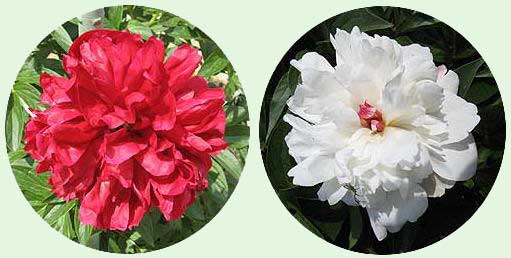 シャクヤク２品種