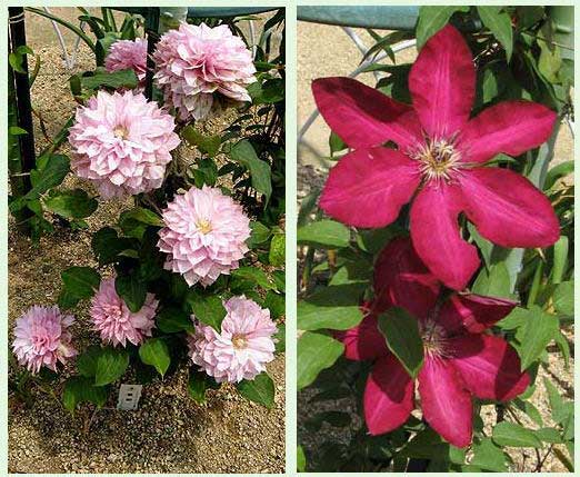 クレマチス２品種