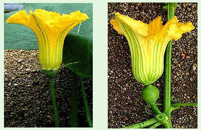 クリカボチャの花