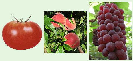 トマト・桃・ぶどう