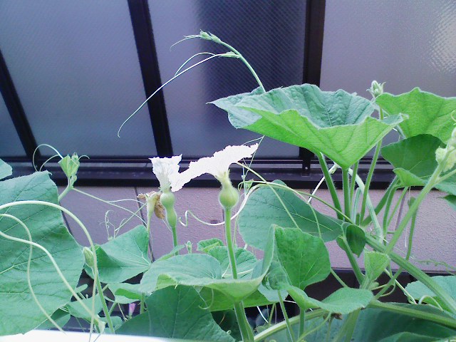 ミニ0808123