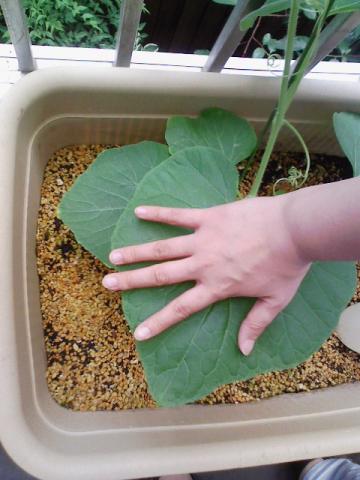 大ひょうたん1号の葉に手を置いてみました