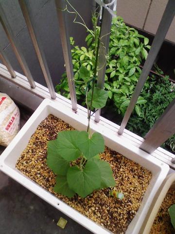 大ひょうたん2号080603