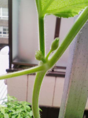 大2号つぼみ0800603