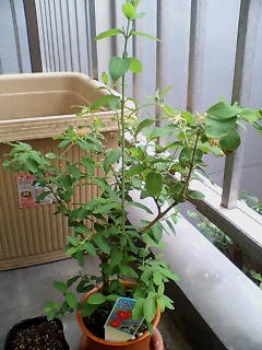 ひょうたん木080408