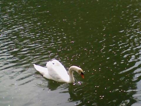 彦根城の白鳥