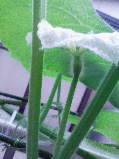 大ひょうたん開花２