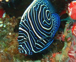 タテキン幼魚