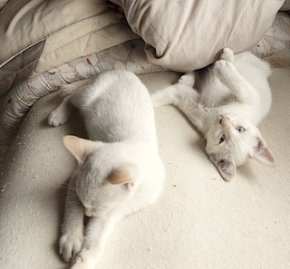 シロ似2