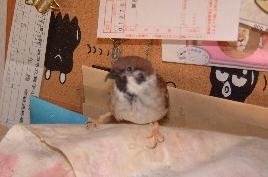 ぴぃ１
