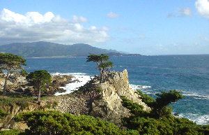 一本松