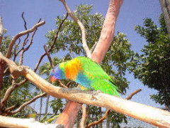 オウム