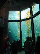 水族館わかめ