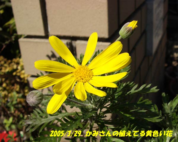 黄色い花5319
