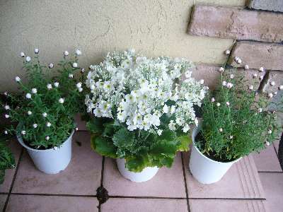 プリムラとハナカンザシ