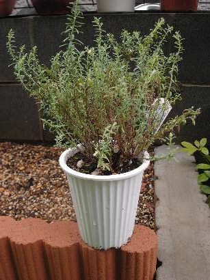 はなかんざし２