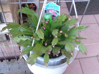 カクタスのつぼみ１