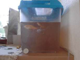 金魚の赤ちゃん１