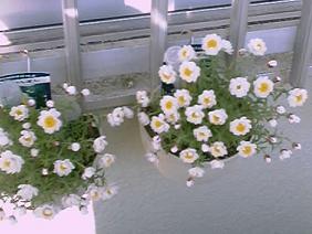 はなかんざしのはなＨ１６