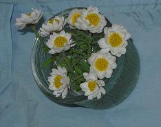 はなかんざしの切り花