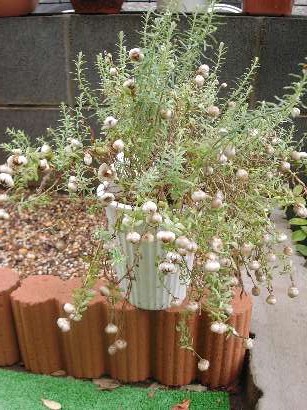 伸びたはなかんざしＨ１７・６