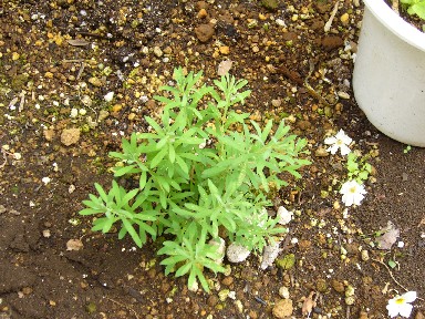 はなかんざしの芽Ｈ１８・４