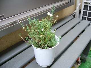 はなかんざしの剪定Ｈ１８・５