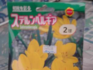 ステルンベルギア１