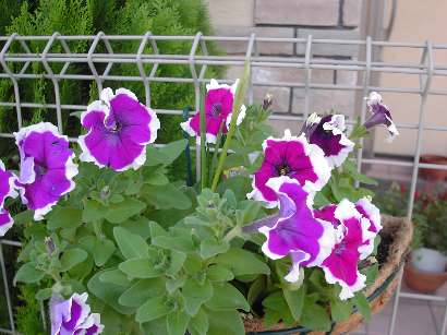 ステルンベルギア２