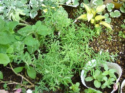 はなかんざしの芽Ｈ１８・５