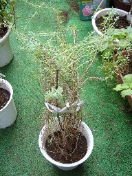 はなかんざしの葉Ｈ１８・９