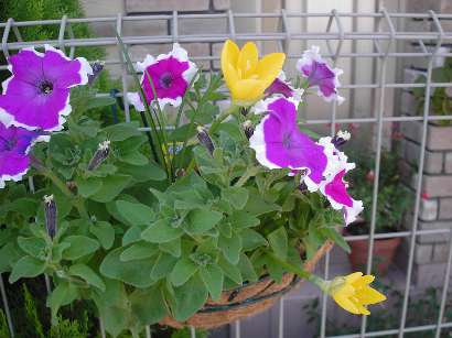 ステンベルギア３