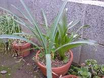 夏の花の球根、二年め