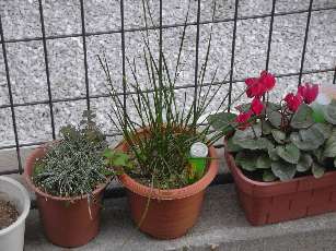 ゼフィランサス